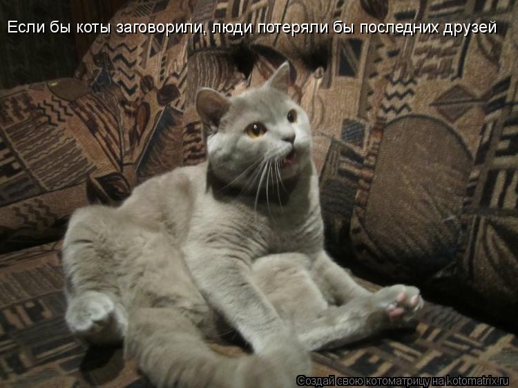 Если бы коты заговорили, люди потеряли бы последних друзей... Котоматрица: Если бы коты заговорили, люди потеряли бы последних друзей
