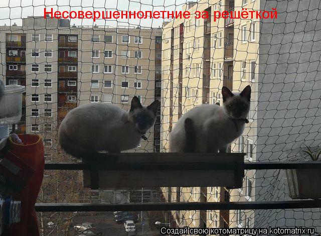Несовершеннолетние за решёткой... Котоматрица: Несовершеннолетние за решёткой