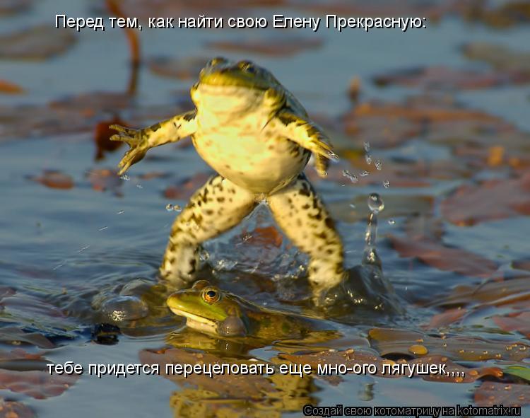 Перед тем, как найти свою Елену Прекрасную: тебе придется перецеловать еще мно-ого лягушек,,,,... Котоматрица: Перед тем, как найти свою Елену Прекрасную: тебе придется перецеловать еще мно-ого лягушек,,,,