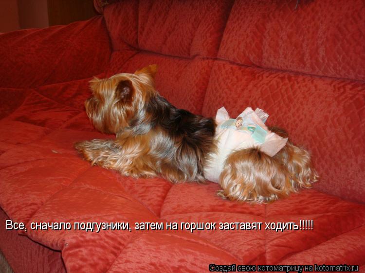 Все, сначало подгузники, затем на горшок заставят ходить!!!!!... Котоматрица: Все, сначало подгузники, затем на горшок заставят ходить!!!!!