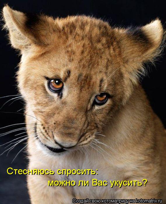 Стесняюсь спросить: можно ли Вас укусить?... Котоматрица: Стесняюсь спросить: можно ли Вас укусить?