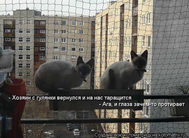 Котоматрица: - Хозяин с гулянки вернулся и на нас таращится  - Ага, и глаза зачем-то протирает
