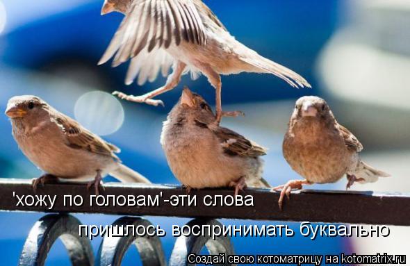 'хожу по головам'-эти слова пришлось воспринимать буквально... Котоматрица: 'хожу по головам'-эти слова пришлось воспринимать буквально