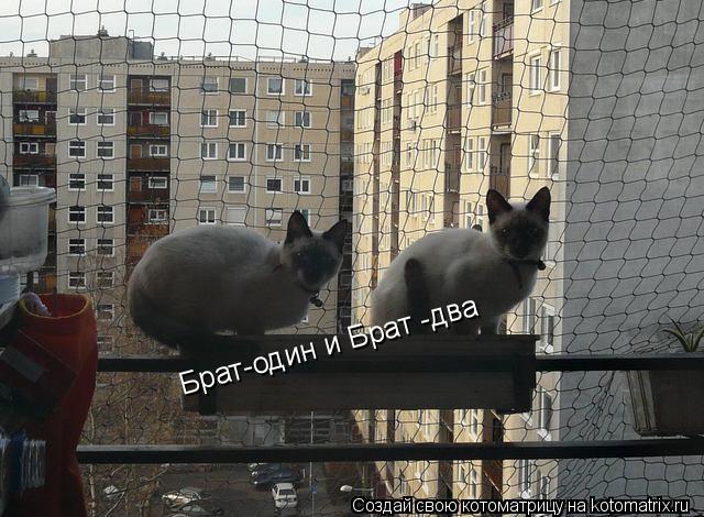 Брат-один и Брат -два... Котоматрица: Брат-один и Брат -два