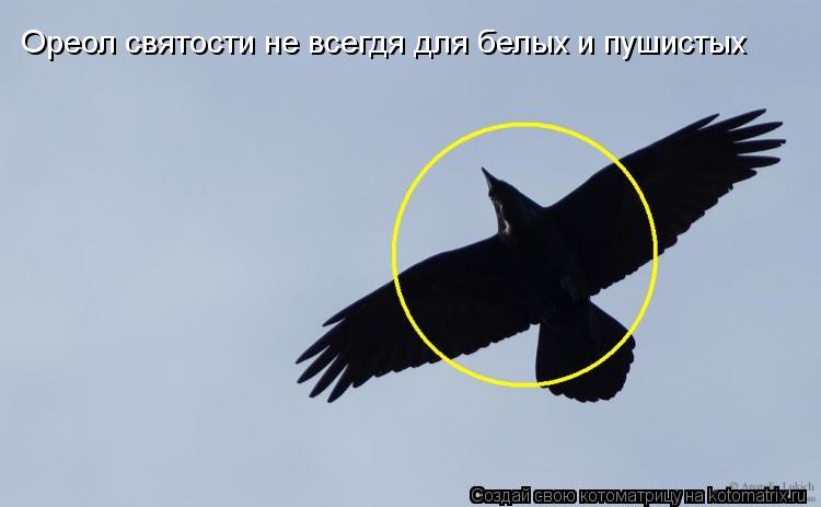 Ореол святости не всегдя для белых и пушистых... Котоматрица: Ореол святости не всегдя для белых и пушистых