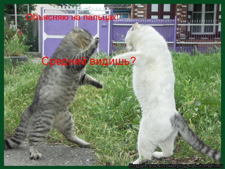 Объясняю на пальцах! Средний видишь?... Котоматрица: Объясняю на пальцах! Средний видишь?