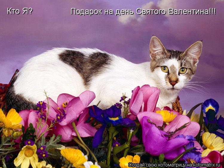 Котоматрица: Кто Я?                                        Подарок на день Святого Валентина!!!