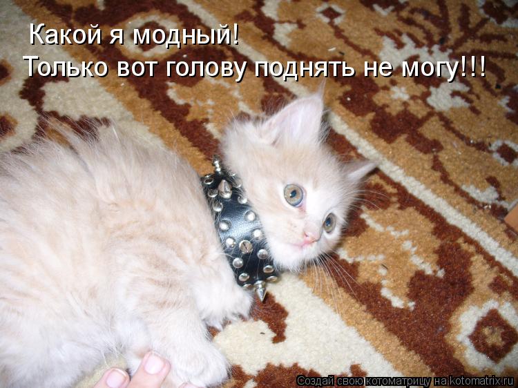 Котоматрица: Какой я модный! Только вот голову поднять не могу!!!