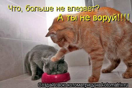 Котоматрица: Что, больше не влезает? А ты не воруй!!!!