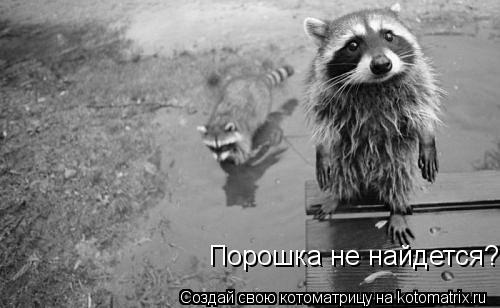 Котоматрица: Порошка не найдется?