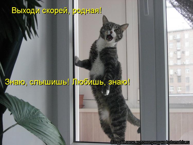 Котоматрица: Выходи скорей, родная! Знаю, слышишь! Любишь, знаю!