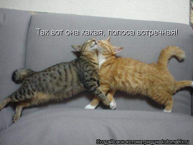 Так вот она какая, полоса встречная!... Котоматрица: Так вот она какая, полоса встречная!
