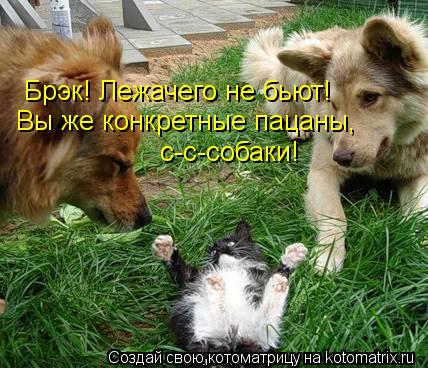 Вы же конкретные пацаны, с-с-собаки! Брэк! Лежачего не бьют!... Котоматрица: Вы же конкретные пацаны, с-с-собаки! Брэк! Лежачего не бьют!