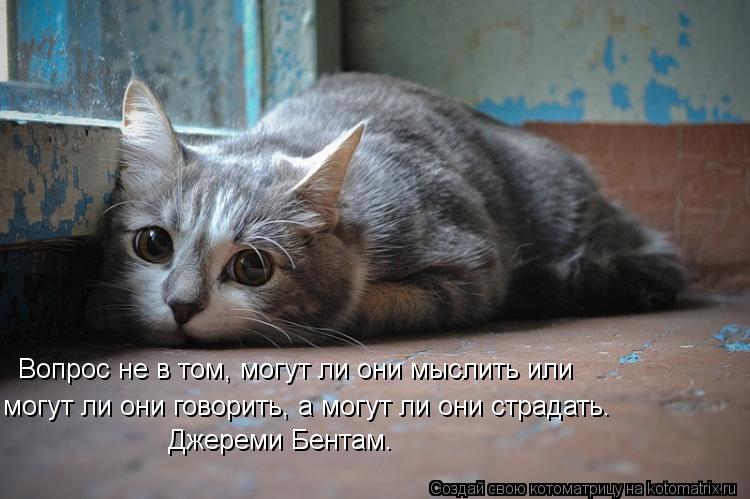 Вопрос не в том, могут ли они мыслить или могут ли они говорить, а могут ли они страдать. Джереми Бе... Котоматрица: Вопрос не в том, могут ли они мыслить или могут ли они говорить, а могут ли они страдать. Джереми Бентам.