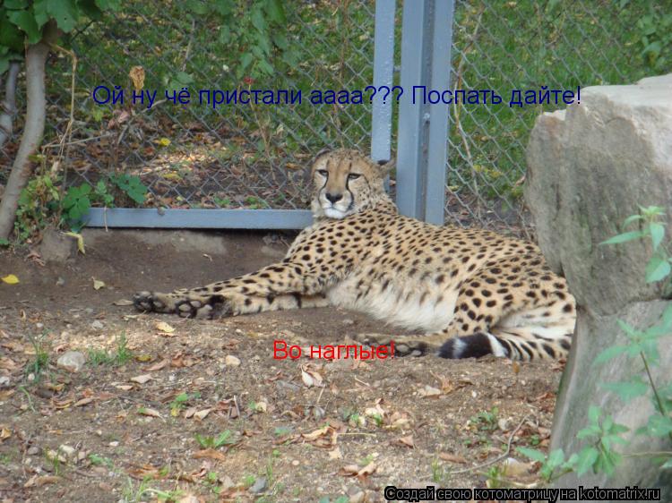 Ой ну чё пристали аааа??? Поспать дайте! Во наглые!... Котоматрица: Ой ну чё пристали аааа??? Поспать дайте! Во наглые!