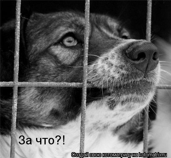 За что?!... Котоматрица: За что?!