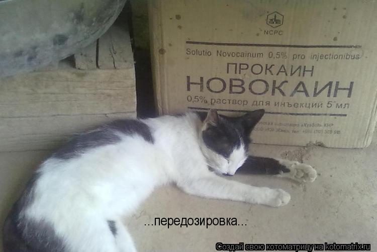 Котоматрица: ...передозировка...