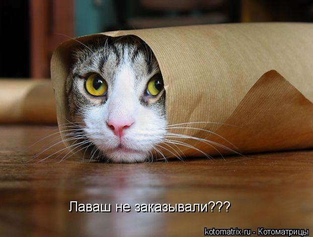Котоматрица: Лаваш не заказывали???