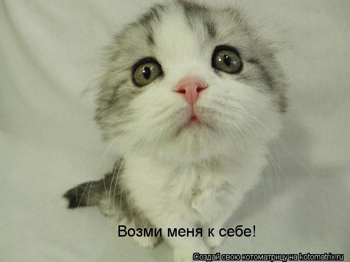 Котоматрица: Возми меня к себе!