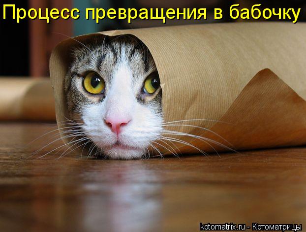 Котоматрица: Процесс превращения в бабочку