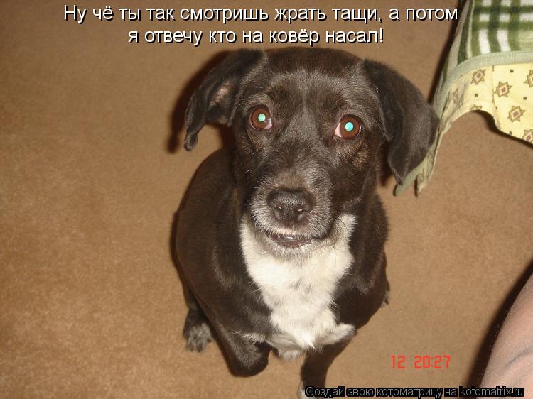 Котоматрица: Ну чё ты так смотришь жрать тащи, а потом   я отвечу кто на ковёр насал!