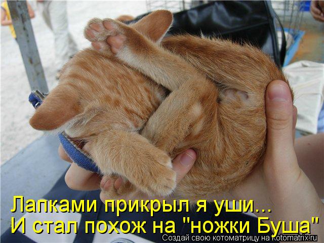 Котоматрица: Лапками прикрыл я уши...  И стал похож на "ножки Буша"