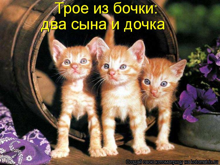 Котоматрица: Трое из бочки: два сына и дочка