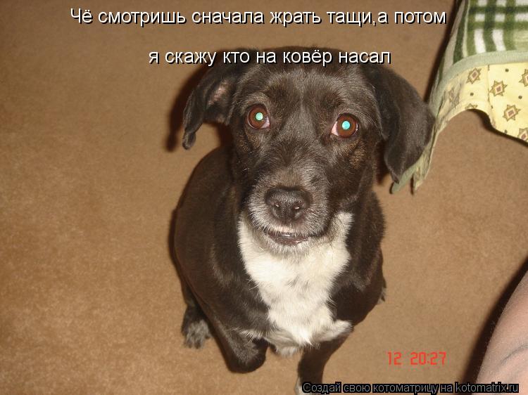 Котоматрица: Чё смотришь сначала жрать тащи,а потом  я скажу кто на ковёр насал