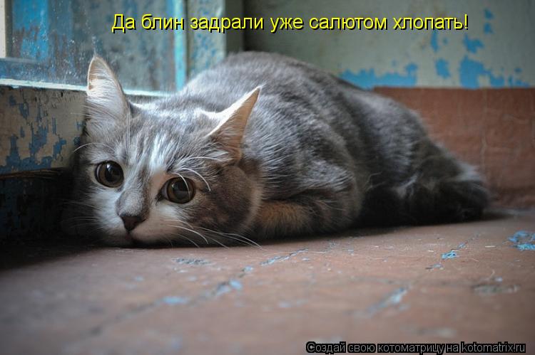 Котоматрица: Да блин задрали уже салютом хлопать!