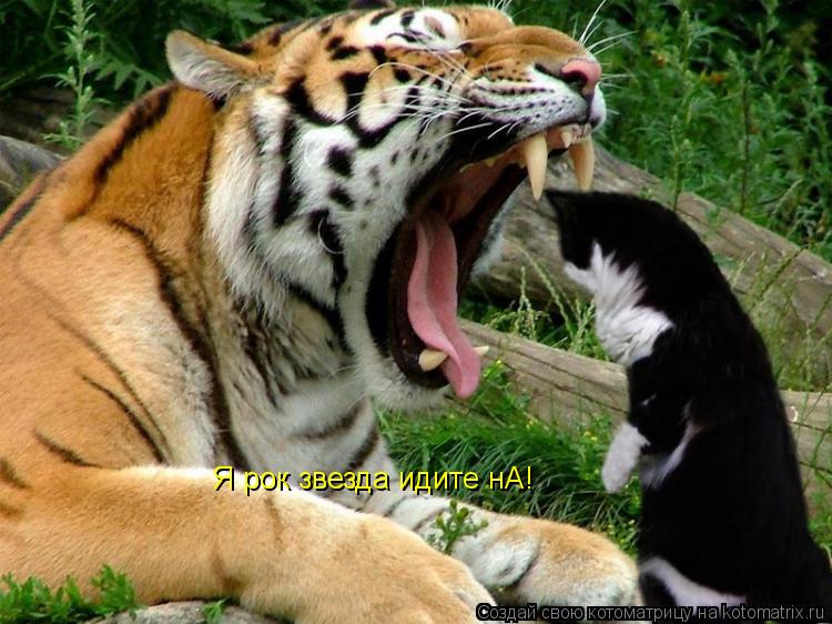 Котоматрица: Я рок звезда идите нА!