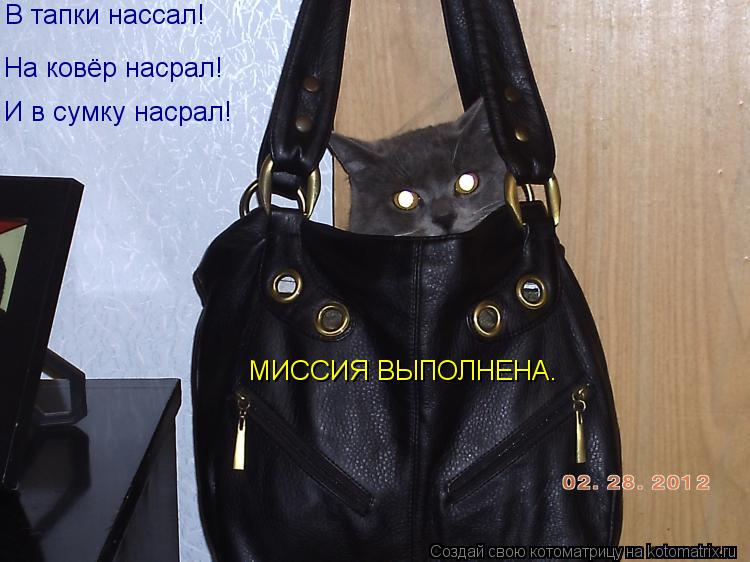 Котоматрица: В тапки нассал! На ковёр насрал! И в сумку насрал! МИССИЯ ВЫПОЛНЕНА.