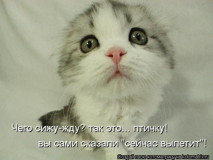 Котоматрица: Чего сижу-жду? так это... птичку!  вы сами сказали "сейчас вылетит"!