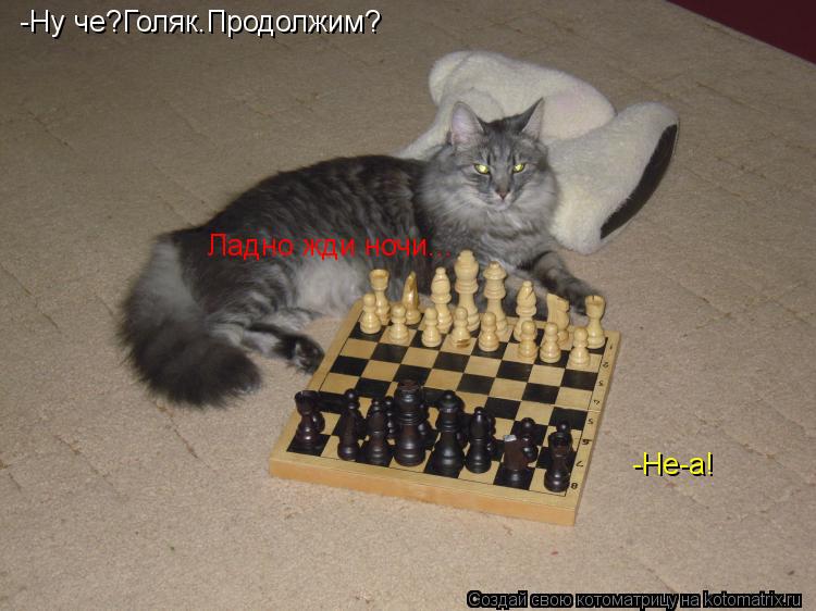 Котоматрица: -Ну че?Голяк.Продолжим?  -Не-а! Ладно жди ночи...