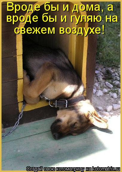 Котоматрица: Вроде бы и дома, а  вроде бы и гуляю на свежем воздухе!