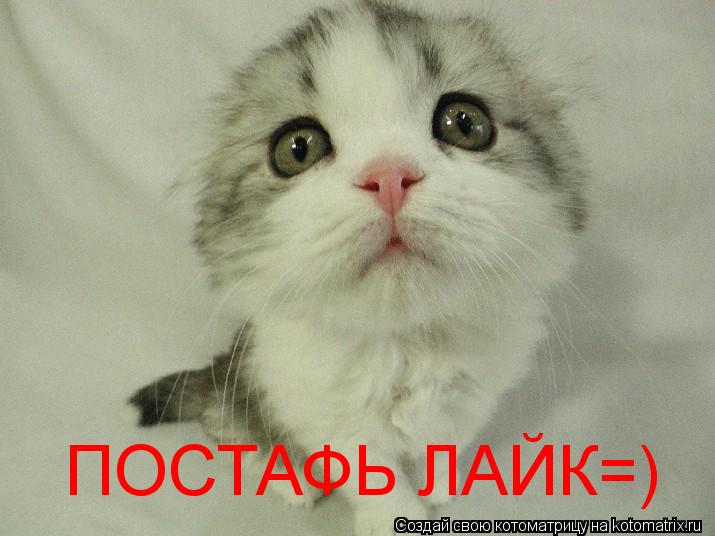 Котоматрица: ПОСТАФЬ ЛАЙК=)