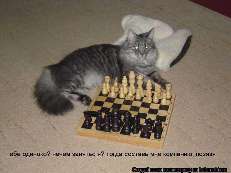 Котоматрица: тебе одиноко? нечем занятьс я? тогда составь мне компанию, позязя