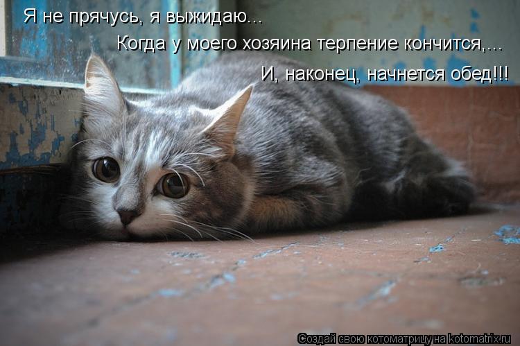Котоматрица: Я не прячусь, я выжидаю...  Когда у моего хозяина терпение кончится,...  И, наконец, начнется обед!!!