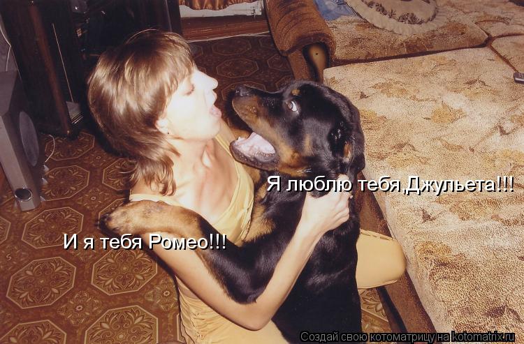 Котоматрица: Я люблю тебя,Джульета!!! И я тебя Ромео!!!