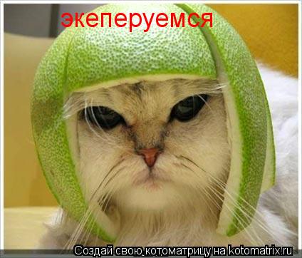 Котоматрица: экеперуемся