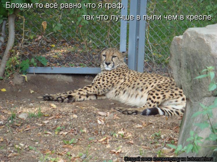 Блохам то всё равно что я граф, так что лучше в пыли чем в кресле.... Котоматрица: Блохам то всё равно что я граф, так что лучше в пыли чем в кресле.