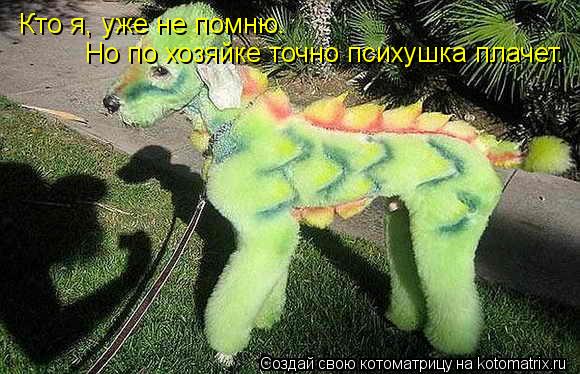 Кто я, уже не помню. Но по хозяйке точно психушка плачет.... Котоматрица: Кто я, уже не помню. Но по хозяйке точно психушка плачет.