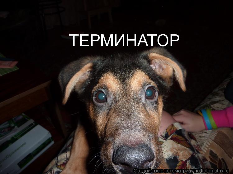 Котоматрица: ТЕРМИНАТОР