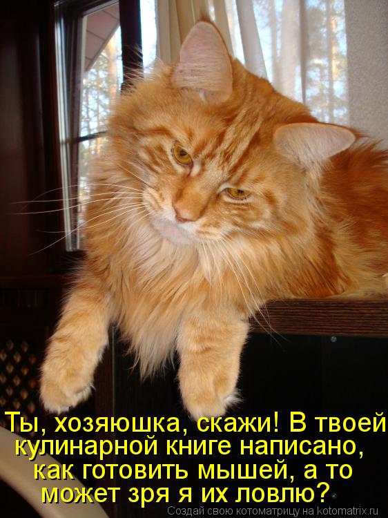 Котоматрица: может зря я их ловлю?  как готовить мышей, а то   кулинарной книге написано, Ты, хозяюшка, скажи! В твоей