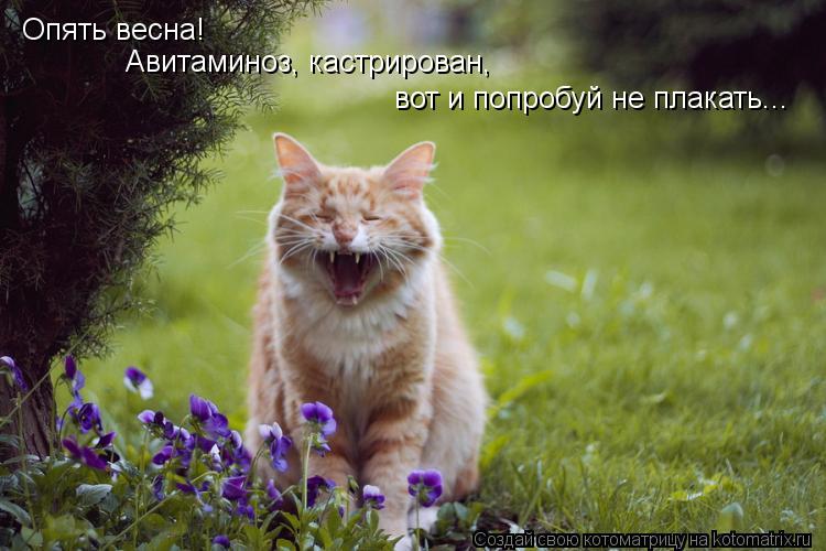 Опять весна! Авитаминоз, кастрирован, вот и попробуй не плакать...... Котоматрица: Опять весна! Авитаминоз, кастрирован, вот и попробуй не плакать...
