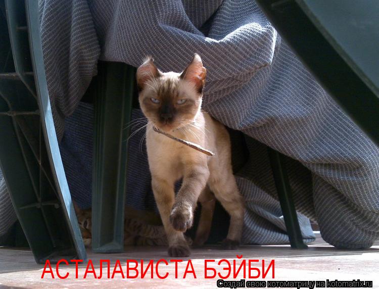 АСТАЛАВИСТА БЭЙБИ... Котоматрица: АСТАЛАВИСТА БЭЙБИ