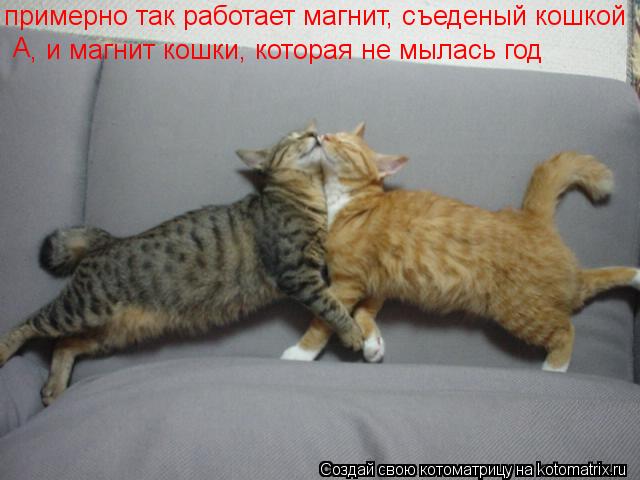 примерно так работает магнит, съеденый кошкой А , и магнит кошки, которая не мылась год... Котоматрица: примерно так работает магнит, съеденый кошкой А , и магнит кошки, которая не мылась год