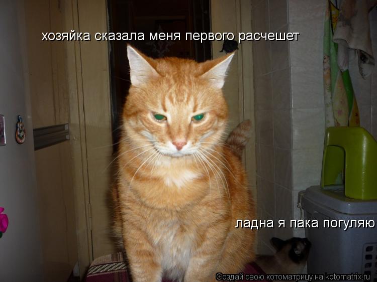 хозяйка сказала меня первого расчешет ладна я пака погуляю... Котоматрица: хозяйка сказала меня первого расчешет ладна я пака погуляю
