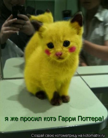 я же просил котэ Гарри Поттера!... Котоматрица: я же просил котэ Гарри Поттера!