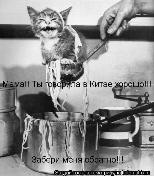 Мама!! Ты говорила в Китае хорошо!!! Забери меня обратно!!!... Котоматрица: Мама!! Ты говорила в Китае хорошо!!! Забери меня обратно!!!