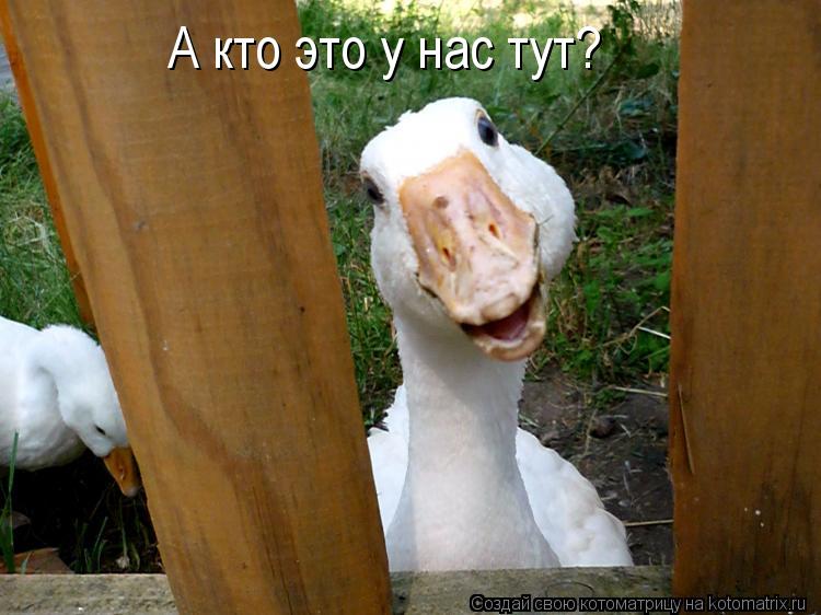 А кто это у нас тут?... Котоматрица: А кто это у нас тут?